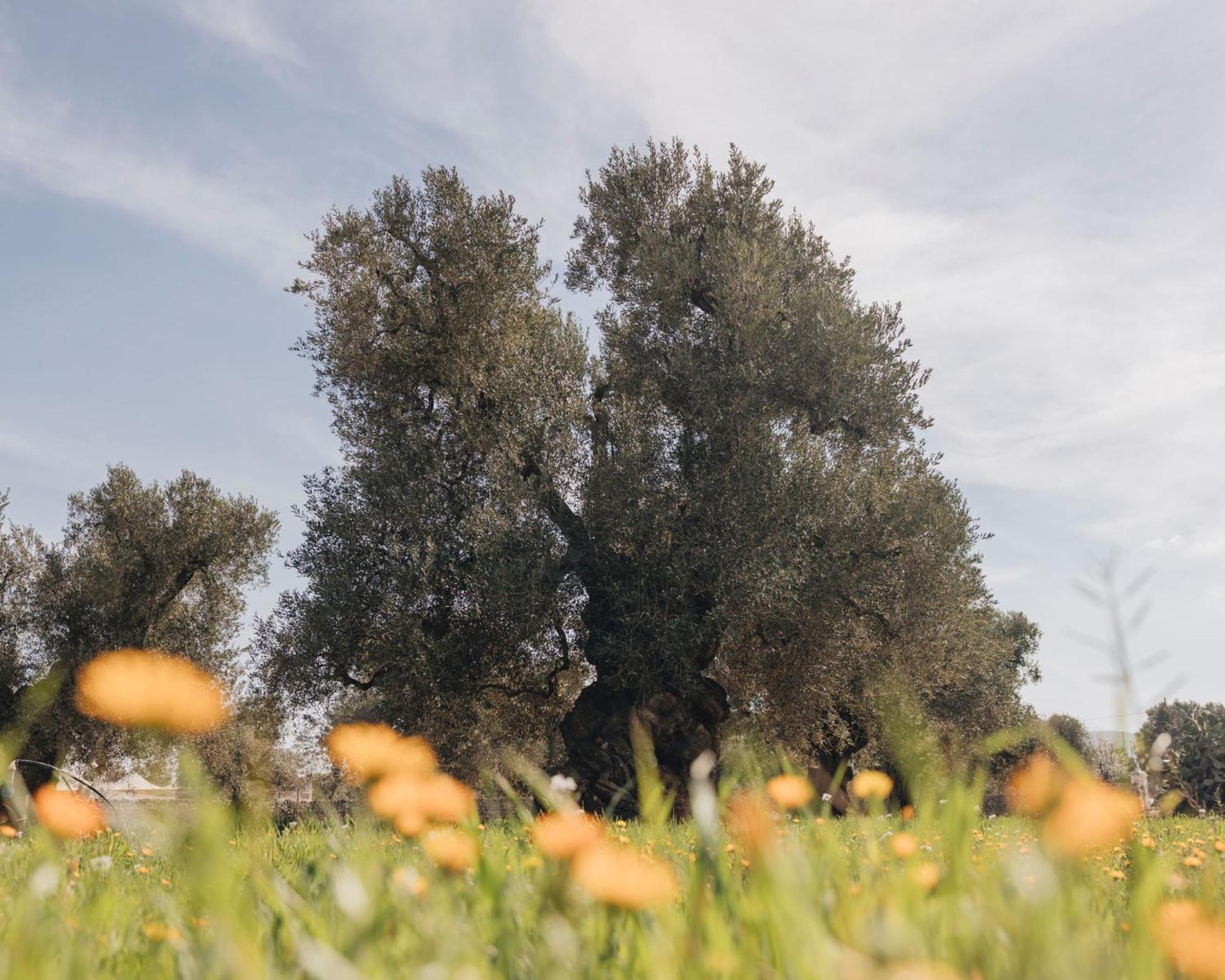 Masseria San Lorenzo Resort Φαζάνο Εξωτερικό φωτογραφία