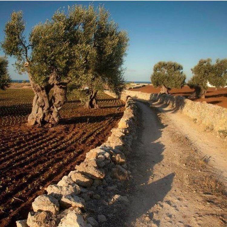 Masseria San Lorenzo Resort Φαζάνο Εξωτερικό φωτογραφία