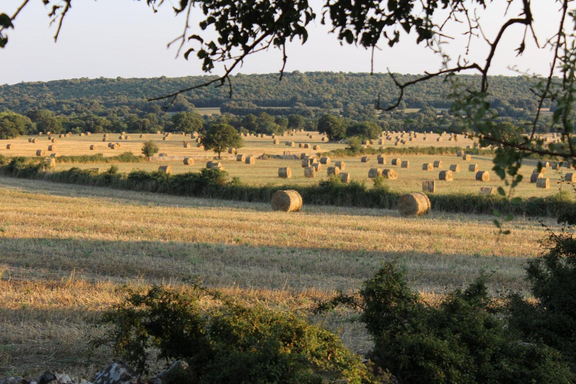 Masseria San Lorenzo Resort Φαζάνο Εξωτερικό φωτογραφία