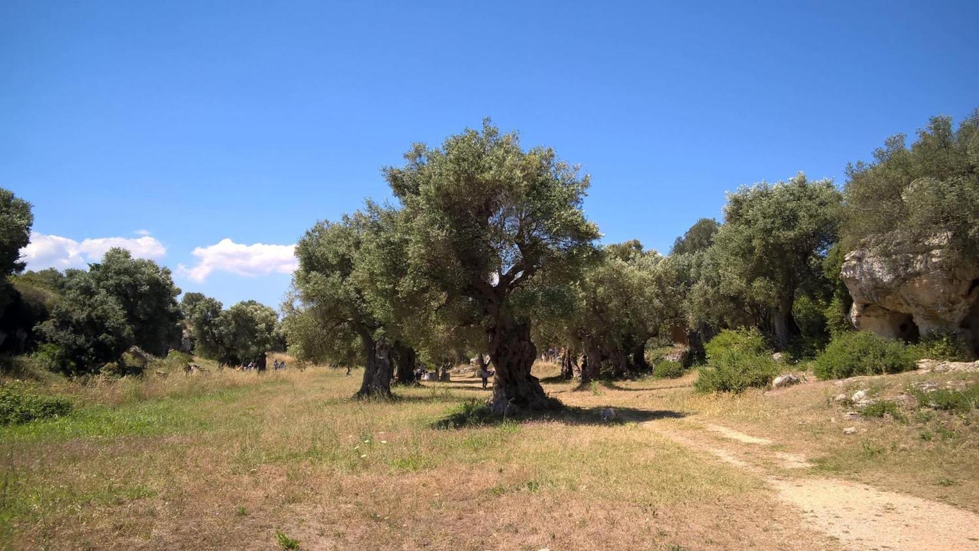 Masseria San Lorenzo Resort Φαζάνο Εξωτερικό φωτογραφία
